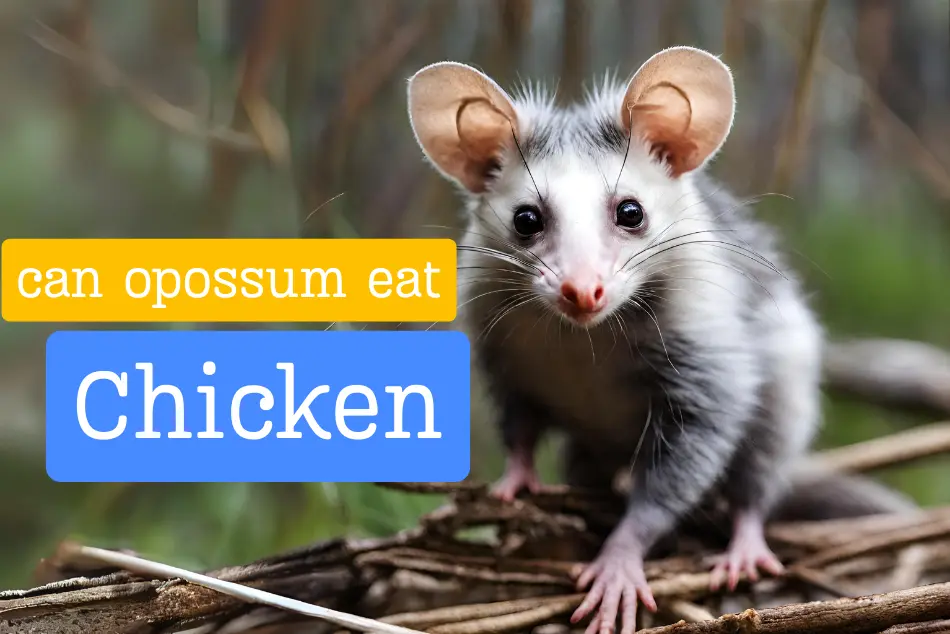 Can opossum eat chickens Symptoms, Diagnosis, and TreatmentSymptoms