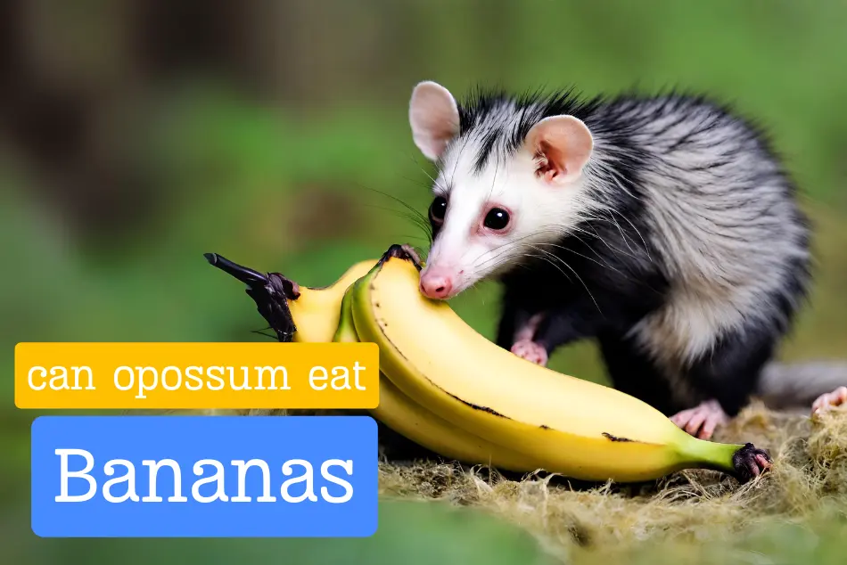 Do Possums Have a Taste for Banana Peel