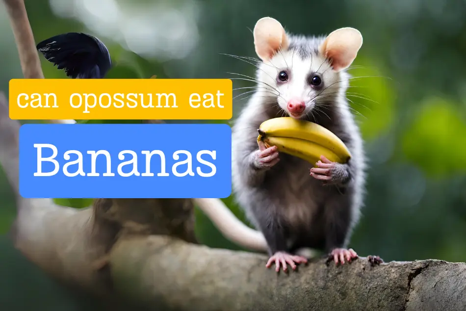 Do possums eat bananas