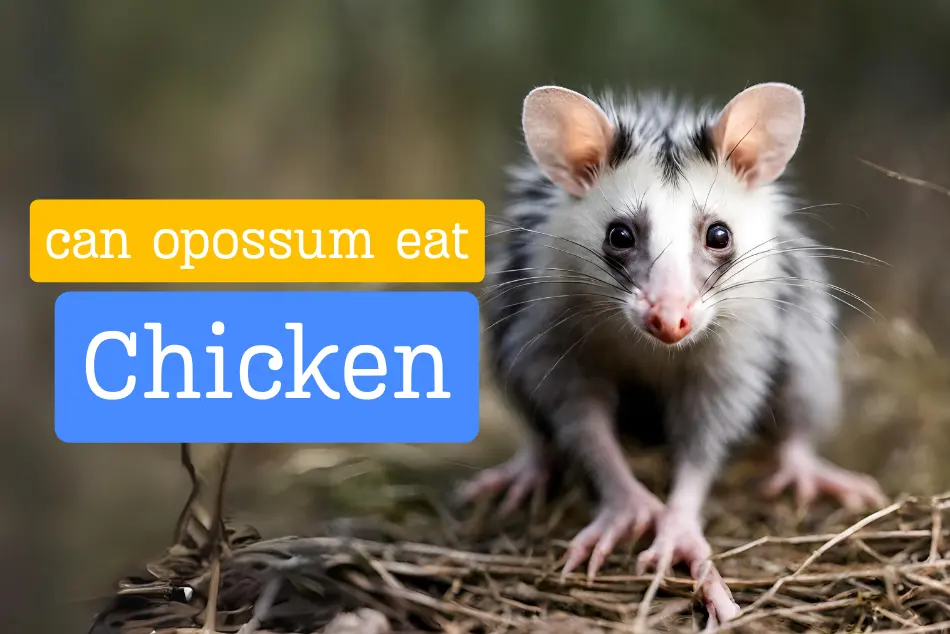 Effects of Chicken on Opossum Health