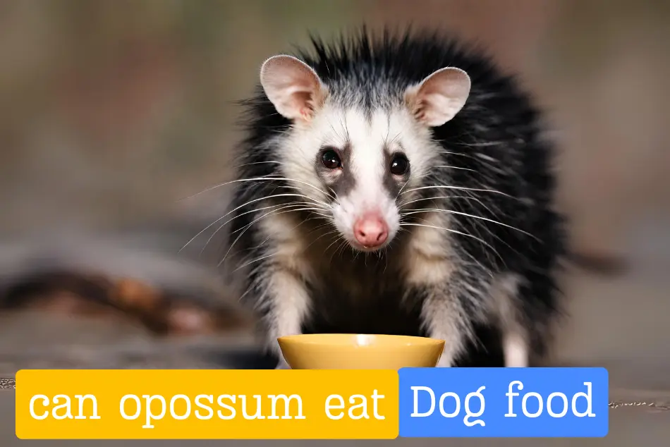 Potential downsides of opossums eating dog food