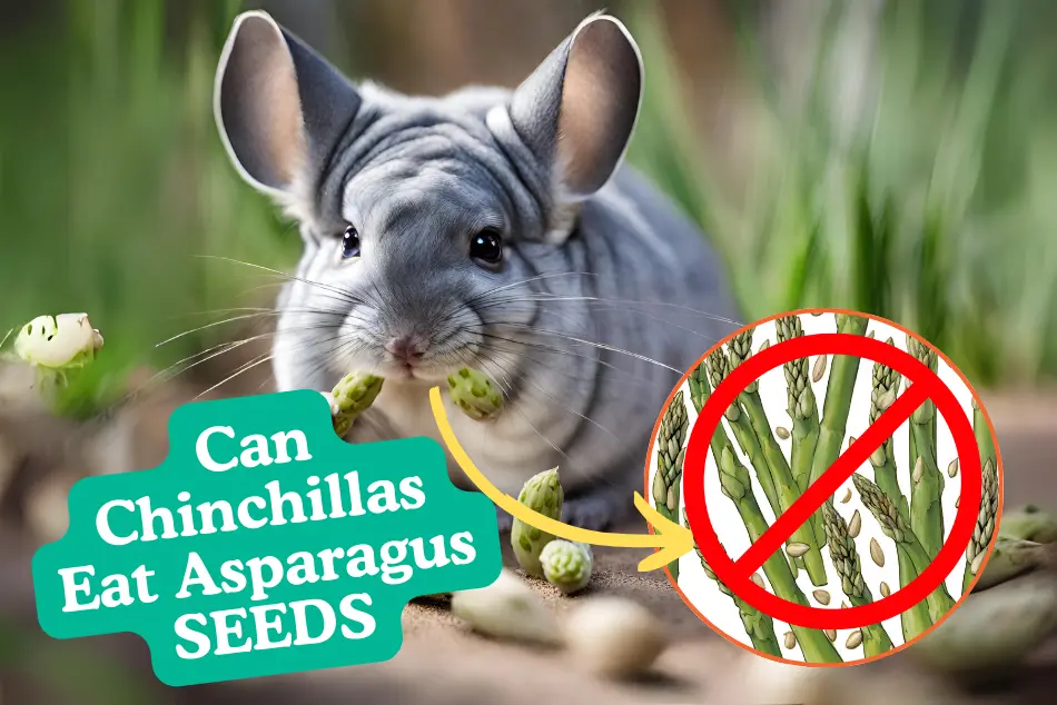 Can Chinchilla Eat Asparagus Seeds. chinchilla sits beside a pile of asparagus seeds, sniffing them cautiously on a wooden surface.