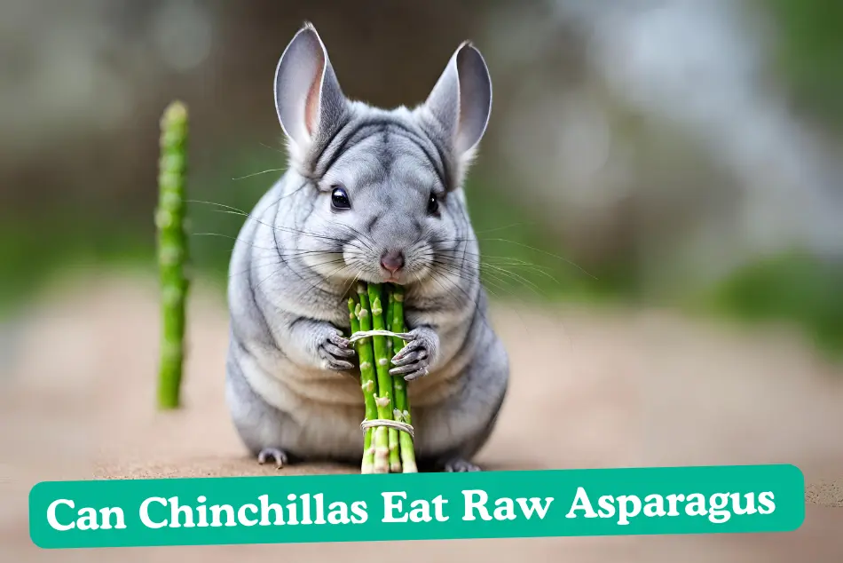 Can Chinchilla Eat Raw Asparagus. A chinchilla sitting beside raw asparagus, indicating dietary exploration.