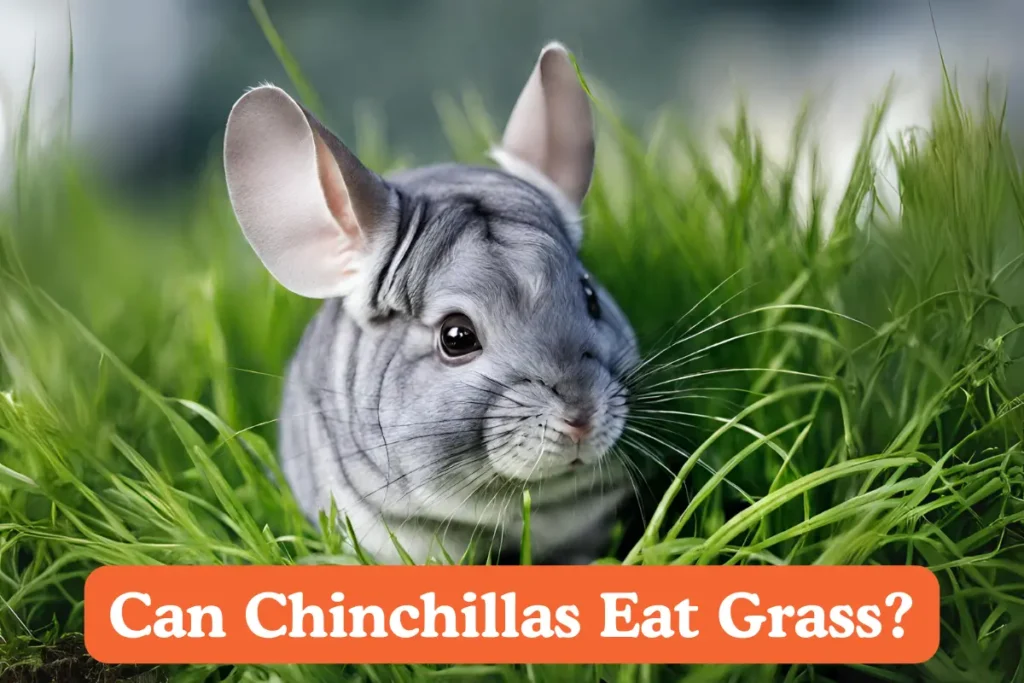 Can Chinchillas Eat Grass. A chinchilla sits in a grassy outdoor area, munching on fresh green grass