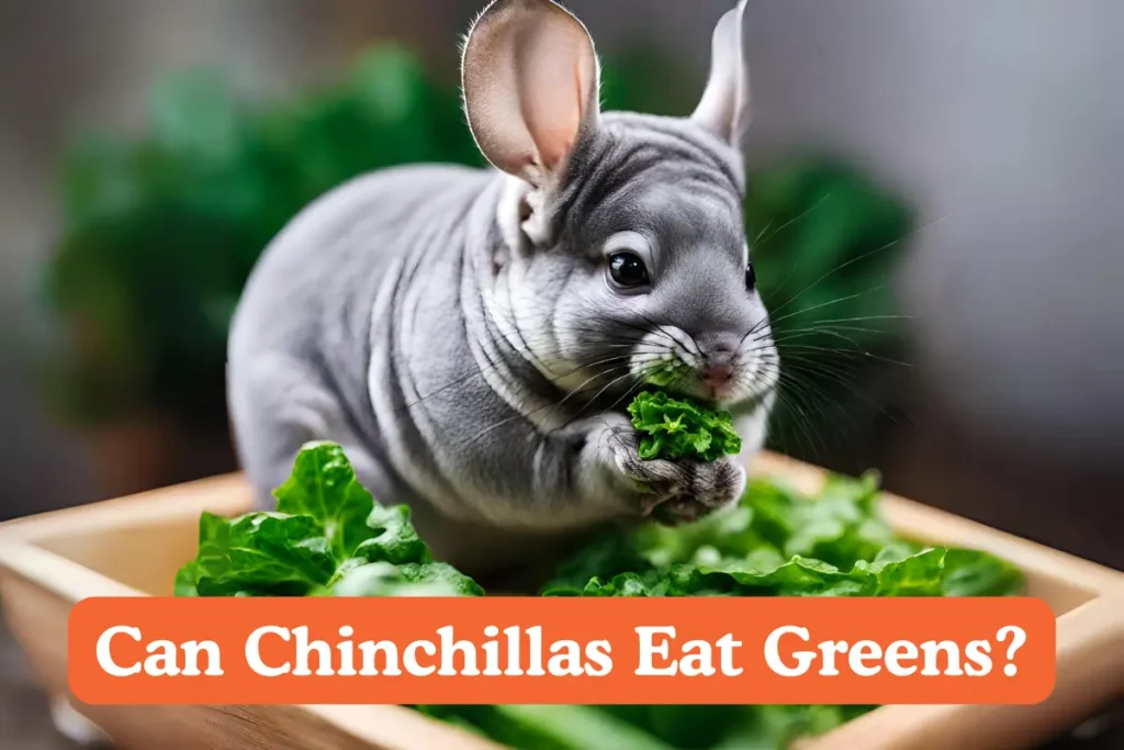 Can Chinchillas Eat Greens. A chinchilla sitting on a bed of fresh green leafy vegetables, eating a leaf of arugula