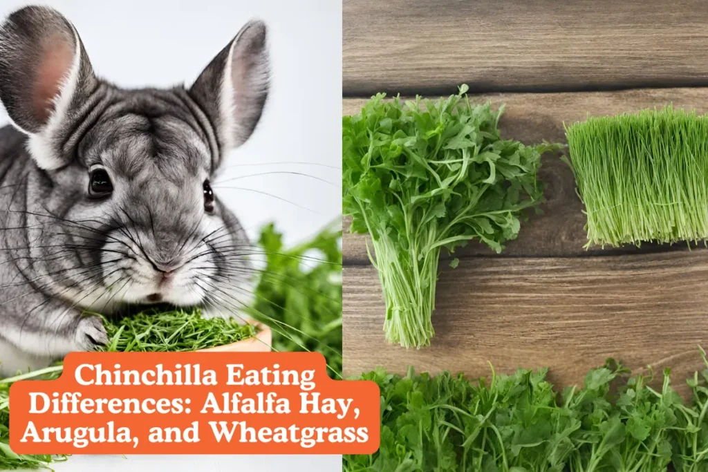 Chinchilla Eating Differences Alfalfa Hay, Arugula, and Wheatgrass. Three bowls containing alfalfa hay, arugula leaves, and fresh wheatgrass, representing different food options for chinchillas.