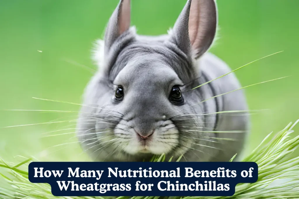 How Many Nutritional Benefits of Wheatgrass for Chinchillas. A chinchilla munching on fresh wheatgrass, showcasing the nutritional benefits of this vibrant green treat for chinchillas