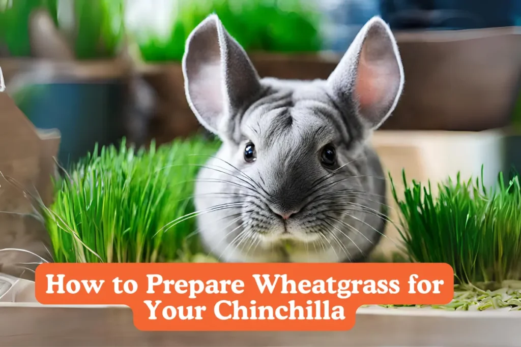 How to Prepare Wheatgrass for Your Chinchilla. green wheatgrass, a healthy snack option for chinchillas
