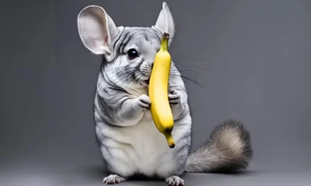 Can Chinchilla Eat Banana? All You Need to Know About Feeding Chinchilla