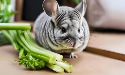 Can Chinchilla Eat Celery? A Guide to Their Diet and Health