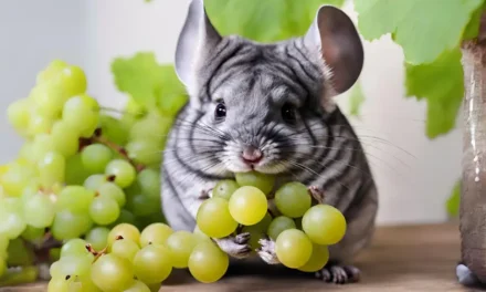 Can Chinchilla Eat Grapes? All You Need to Know | Chinchilla Care Guide
