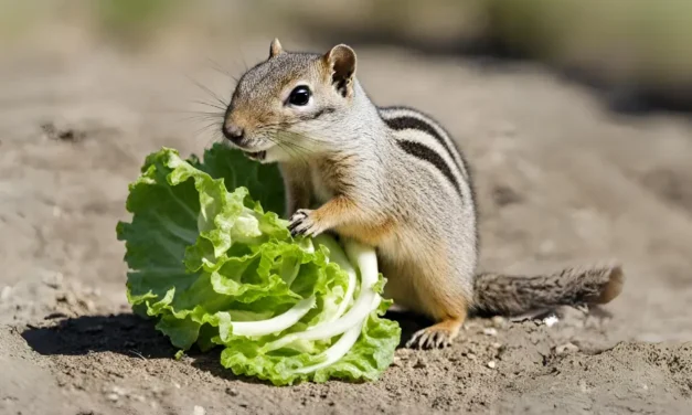 Can California Ground Squirrels Eat Lettuce? 