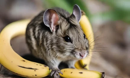 Can Degus Eat Bananas? Exploring the Diet of These Charming Pets