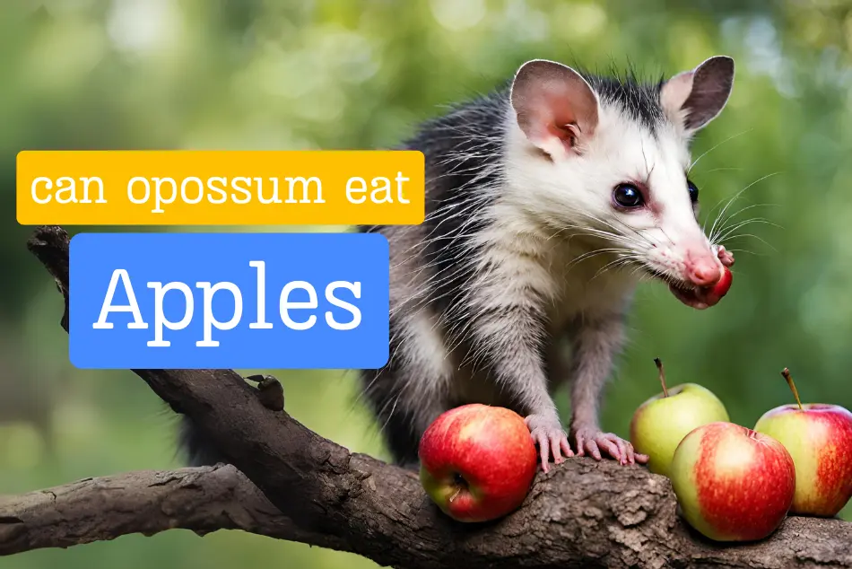Can Opossums Eat Apples? [Quick Answered]