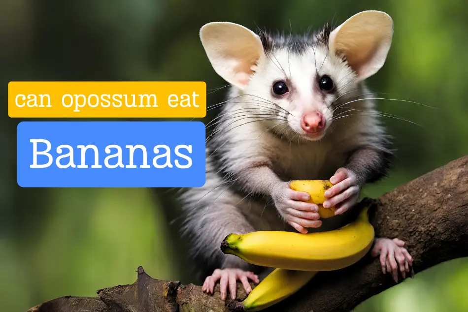 Can Opossums Eat Bananas [Quick Answered]