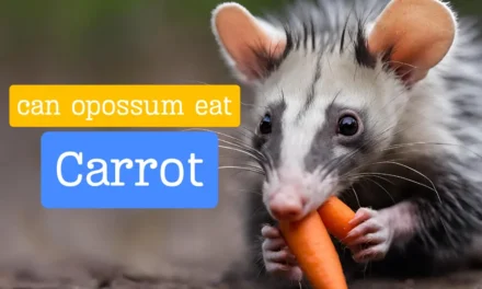 Can Opossums Eat Carrots [Quick Answered]