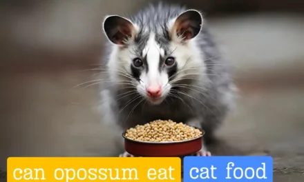 Can Opossums Eat Cat Food? [Quick Answered]
