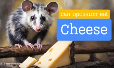 Can Opossums Eat Cheese? [Quick Answered]