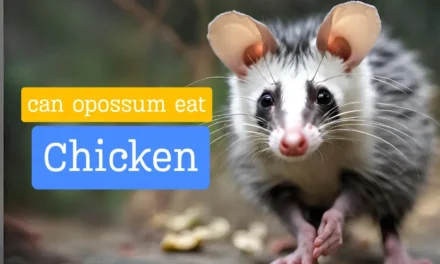 Can Opossums Eat Chickens? Exploring the Facts and Real-Life Example