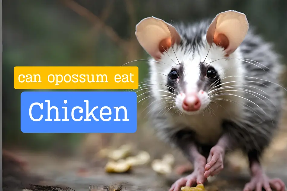 Can Opossums Eat Chickens? Exploring the Facts and Real-Life Example