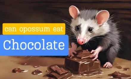 Can Opossums Eat Chocolate: Unveiling the Sweet Truth