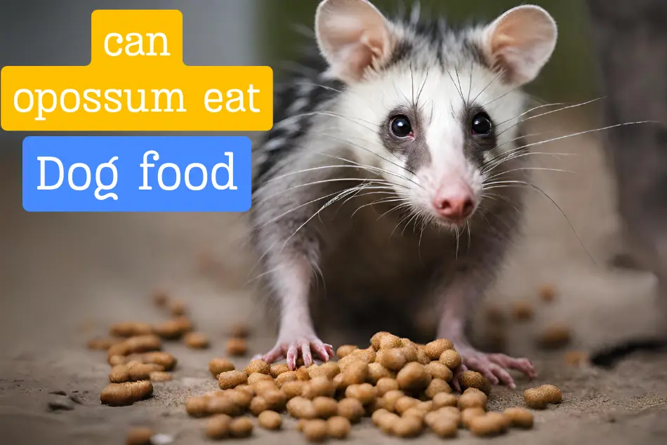 Can Opossums Eat Dog Food [ Quick Answered]