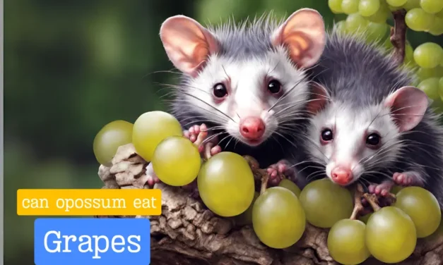 Can Opossums Eat Grapes? [Quick Answered)
