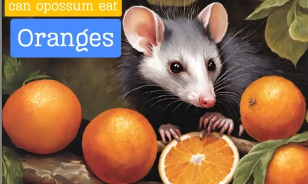 Can Opossums Eat Oranges [Quick Answered] 