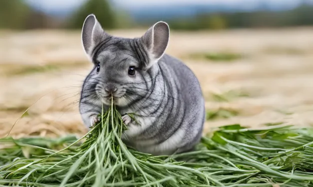 Can Chinchilla Eat Alfalfa Hay? |Safety, Benefits, & Feeding Tips