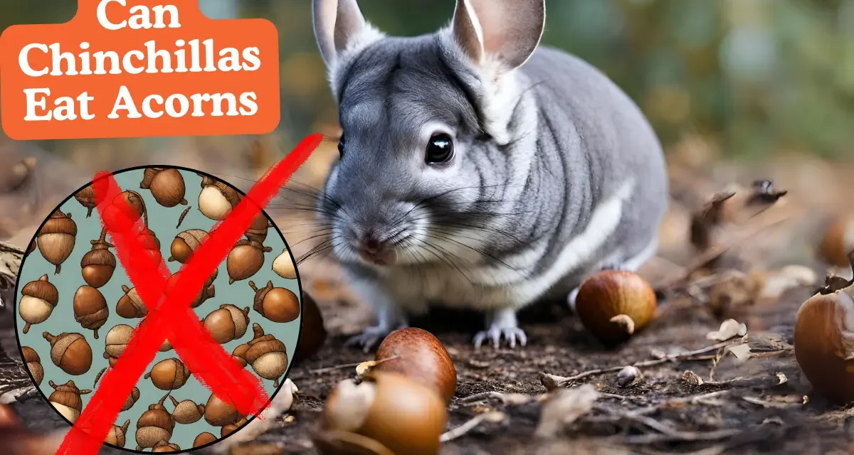 Can Chinchillas Eat Acorns? A Guide to Their Safe and Happy Diet