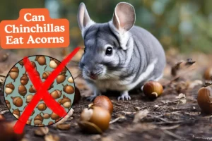 Can Chinchillas Eat Acorns