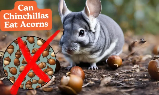 Can Chinchillas Eat Acorns? A Guide to Their Safe and Happy Diet