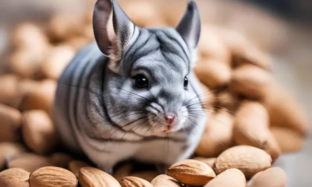 Can Chinchillas Eat Almonds? A Guide to Chinchilla Nutrition