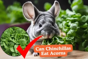 Can Chinchillas Eat Arugula