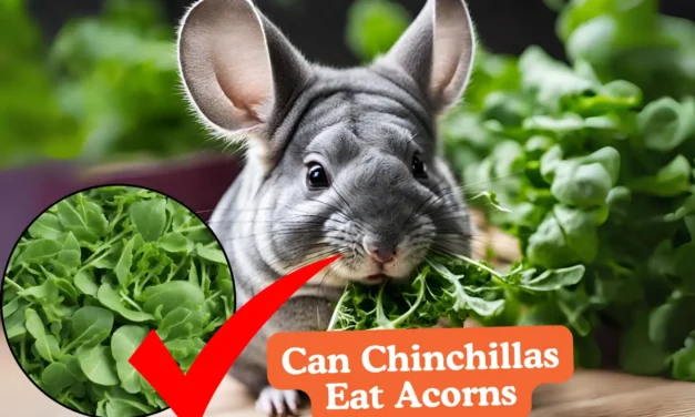 Can Chinchillas Eat Arugula? [Answered By Expert]