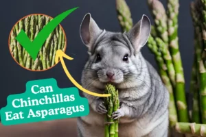 Can Chinchillas Eat Asparagus