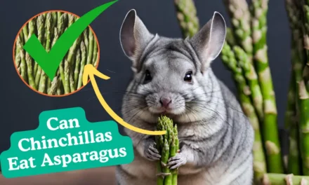 Can Chinchillas Eat Asparagus? A Complete Guide and Tips