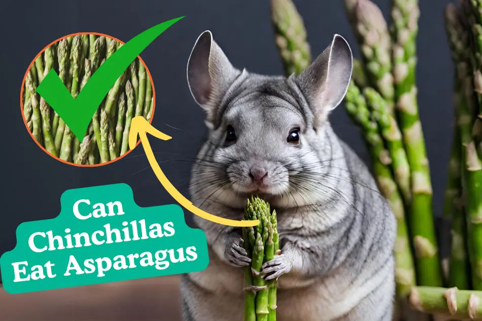Can Chinchillas Eat Asparagus? A Complete Guide and Tips