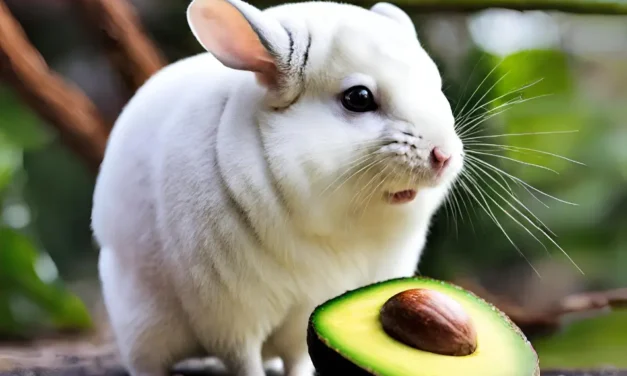 Can Chinchillas Eat Avocado? Answered By Expert