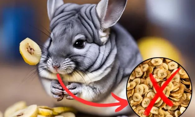 Can Chinchillas Eat Banana Chips? Safety & Alternatives (2024 Guide)
