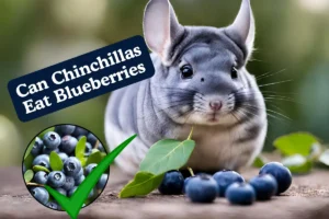 Can Chinchillas Eat Blueberries. A cute chinchilla surrounded by blueberries, carrots, and apples on a bed of hay.