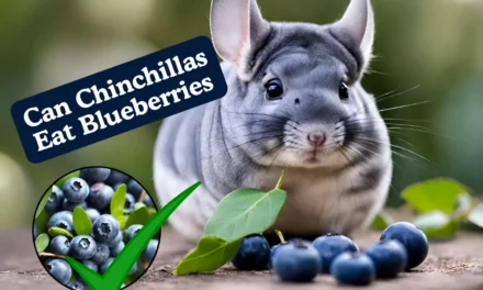Can Chinchillas Eat Blueberries? [ Guide By Expert]