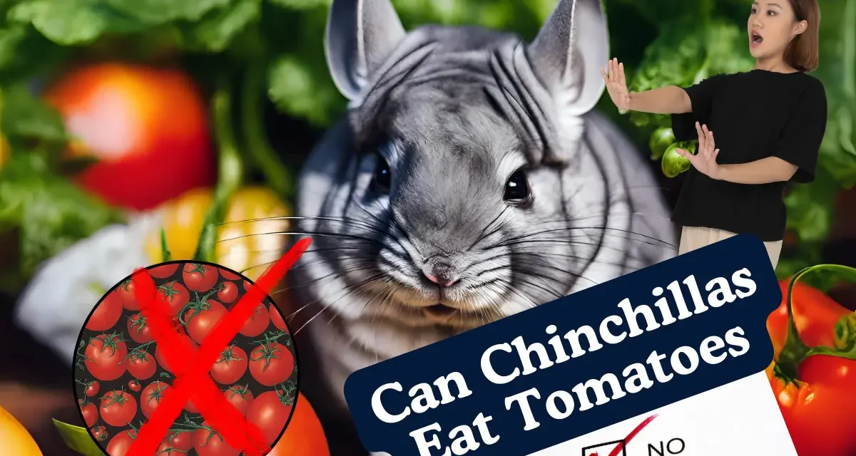 Can Chinchillas Eat Tomatoes? [Answered By Expert]