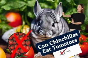 Can Chinchillas Eat Tomatoes. Assortment of ripe tomatoes on a wooden cutting board.