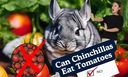 Can Chinchillas Eat Tomatoes? [Answered By Expert]