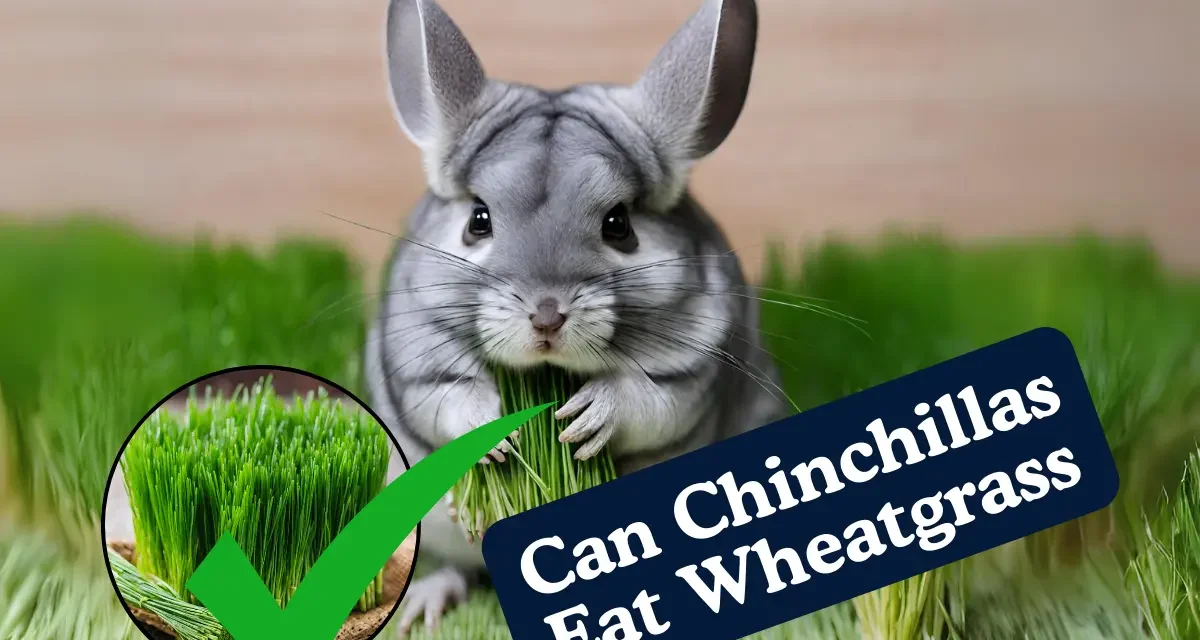 Can Chinchillas Eat Wheatgrass? A Guide to Your Chinchilla’s Diet
