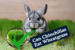 Can Chinchillas Eat Wheatgrass. **Image Description:** A vibrant green tray of freshly grown wheatgrass sits on a wooden surface, with blades of grass reaching towards the sunlight. In the background, a chinchilla nibbles on a small piece of wheatgrass, enjoying the nutritious treat. **Caption:** "Chinchillas can enjoy the nutritional benefits of fresh wheatgrass as an occasional treat. Ensure to offer it in moderation alongside their regular diet for a happy and healthy pet!" **Alt Text:** A chinchilla nibbles on a piece of fresh wheatgrass, while a tray of vibrant green wheatgrass sits on a wooden surface in the background.