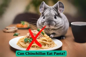 Can Chinchillas Eat Pasta