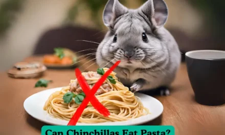 Can Chinchillas Eat Pasta? Find Out the Surprising Answer!