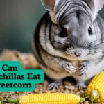 Can Chinchillas Eat Sweetcorn? A Complete Guide